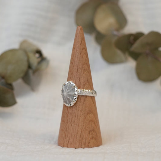 Sea Shell - 11