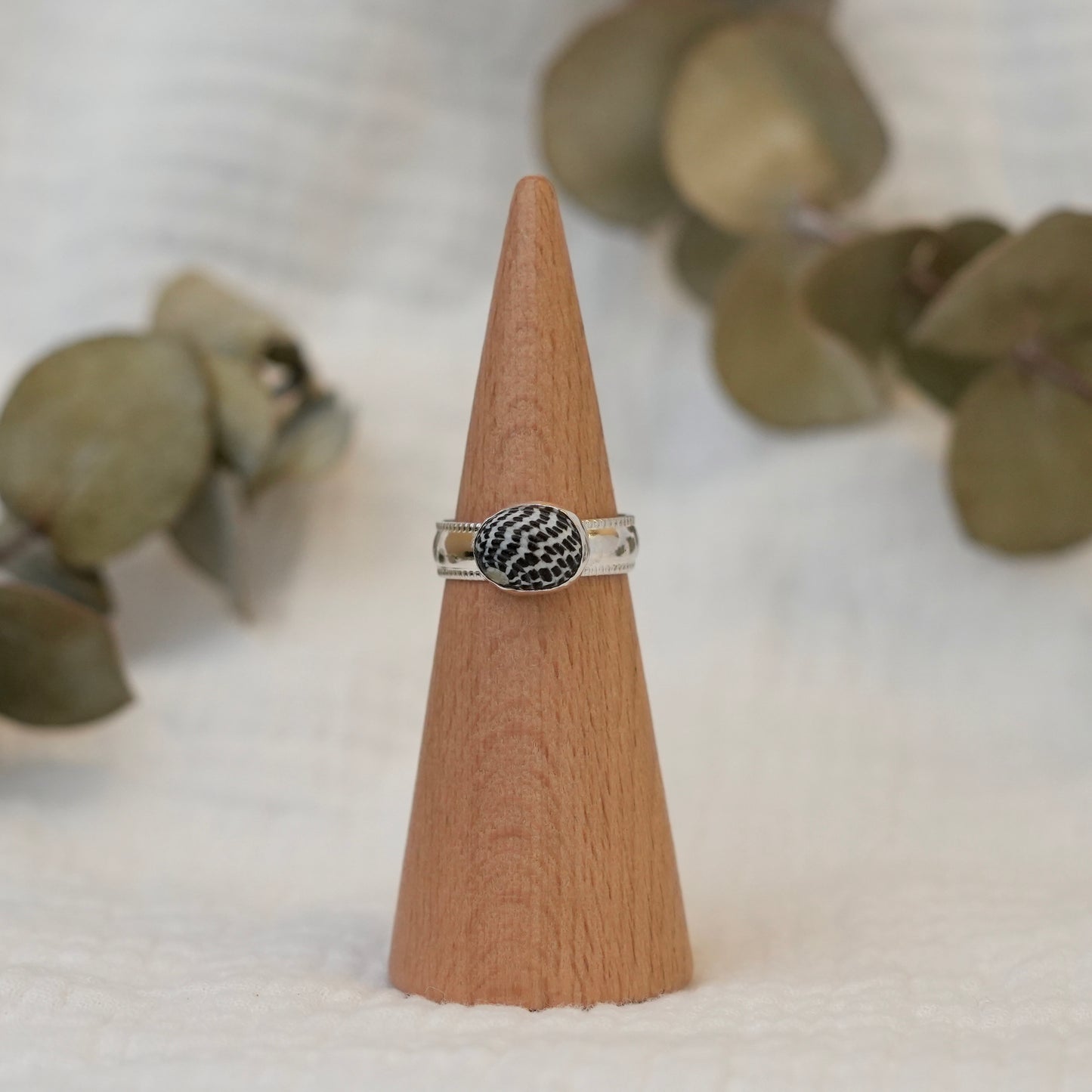 Sea Shell - 7